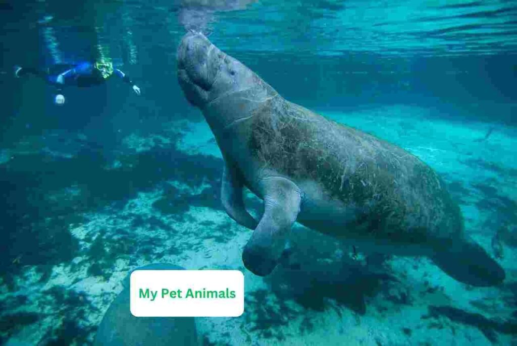 female Dugong Names