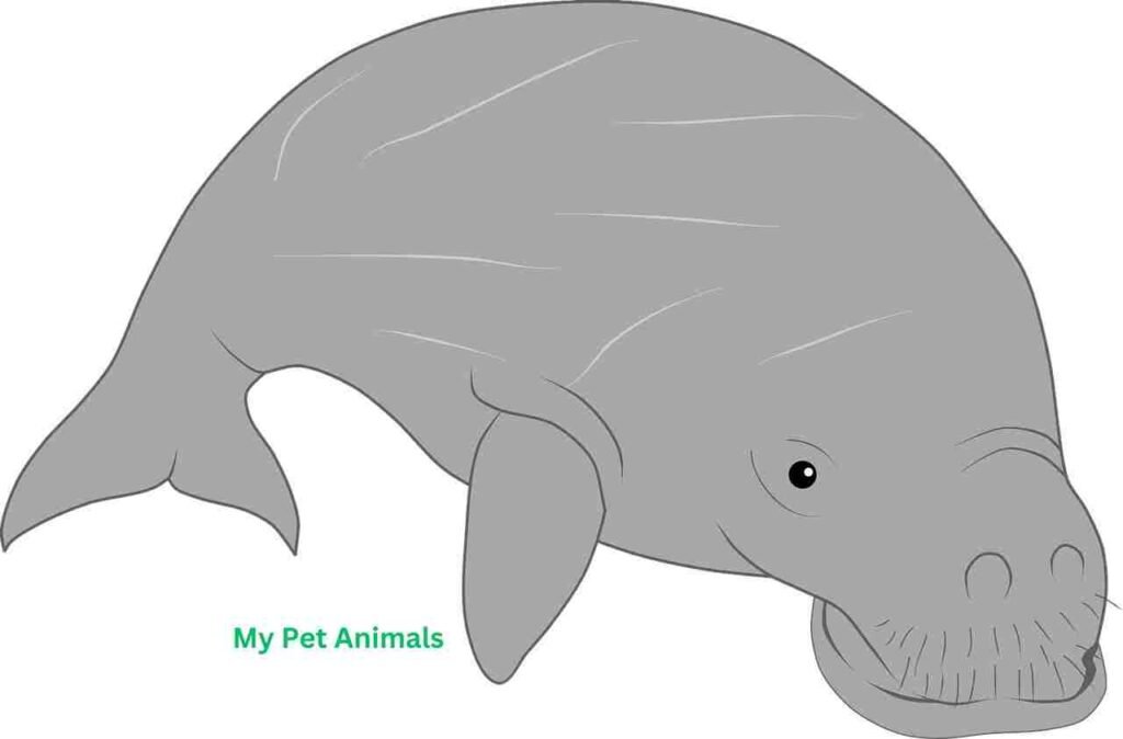 cartoon Dugong Names