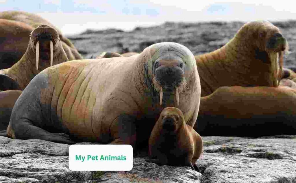 walrus names