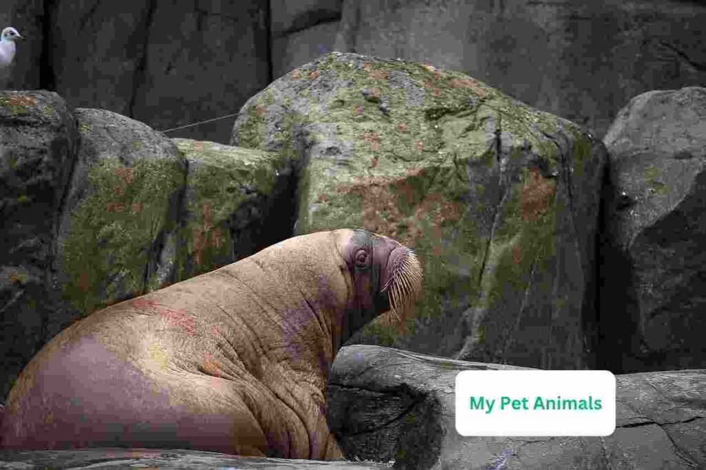 walrus nicknames