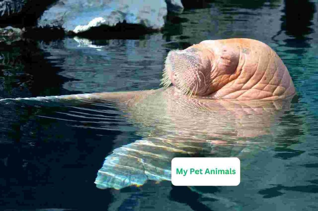 funny walrus names