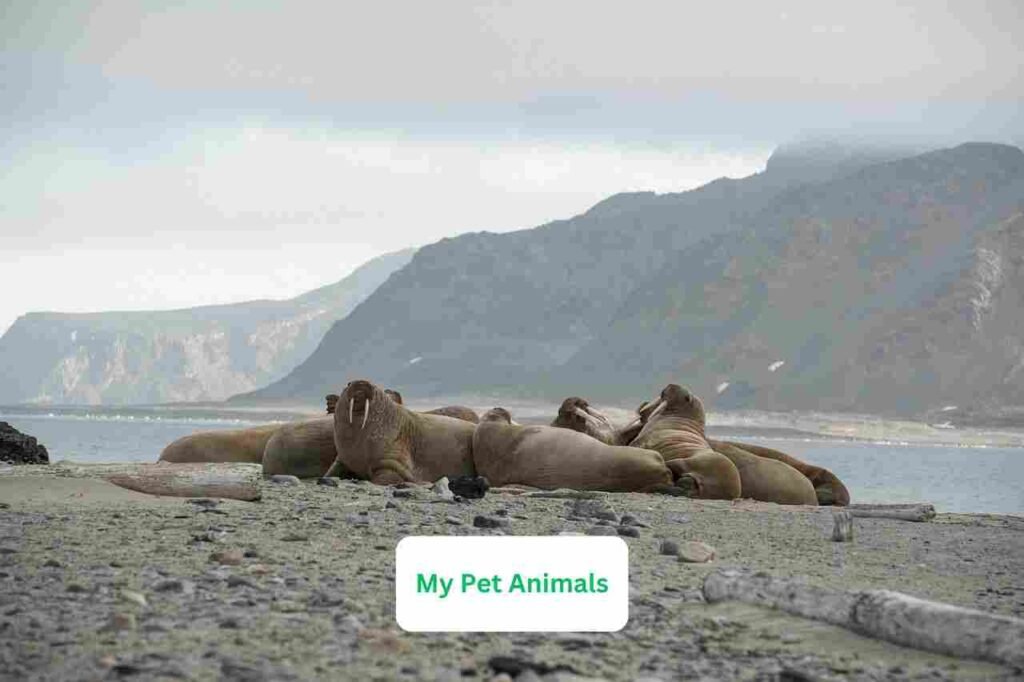 walrus names
