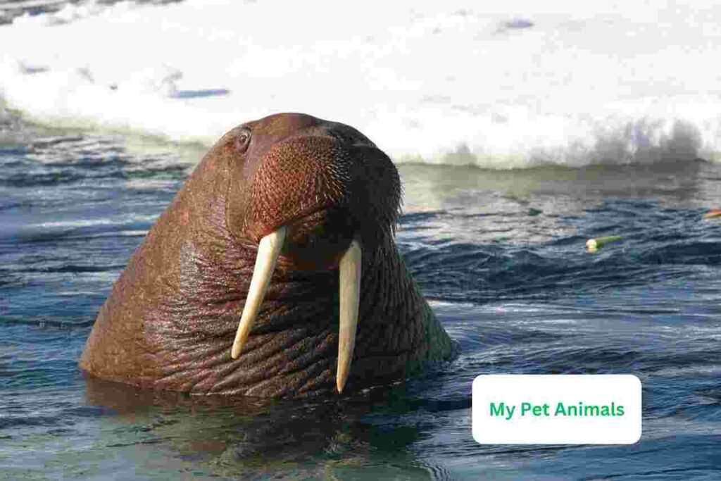 walrus names