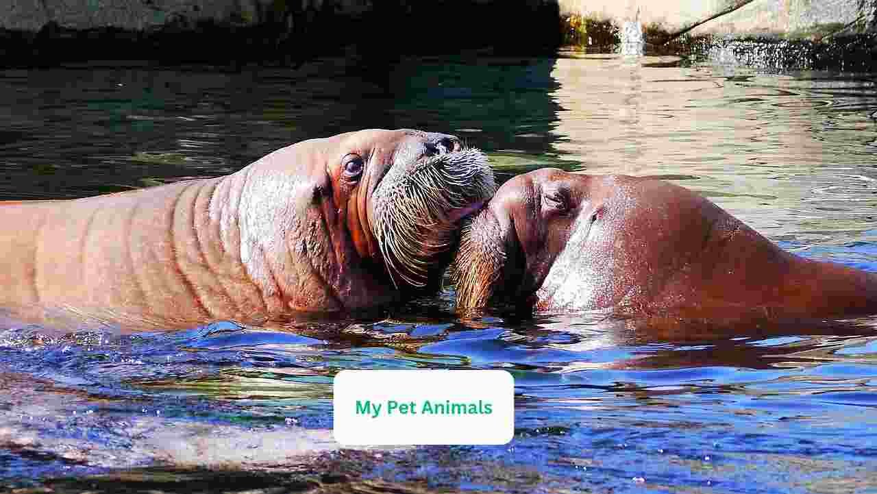 walrus names
