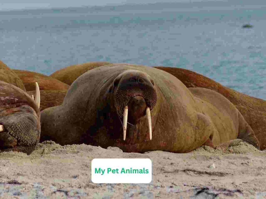 female walrus names