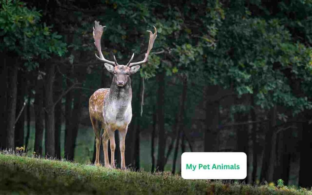 deer names