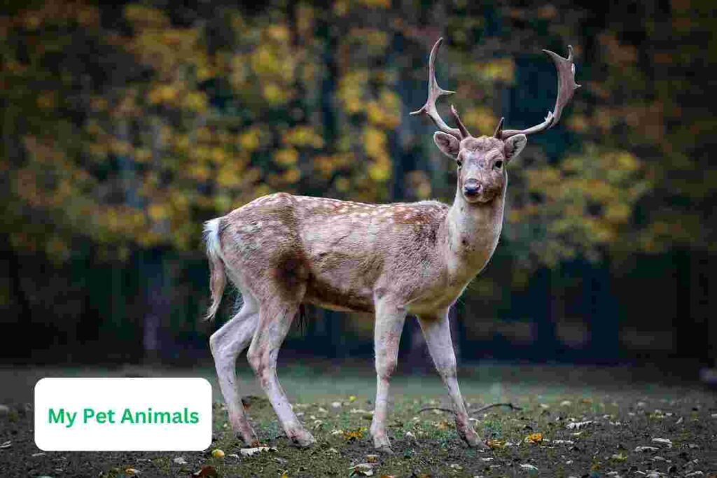deer nicknames