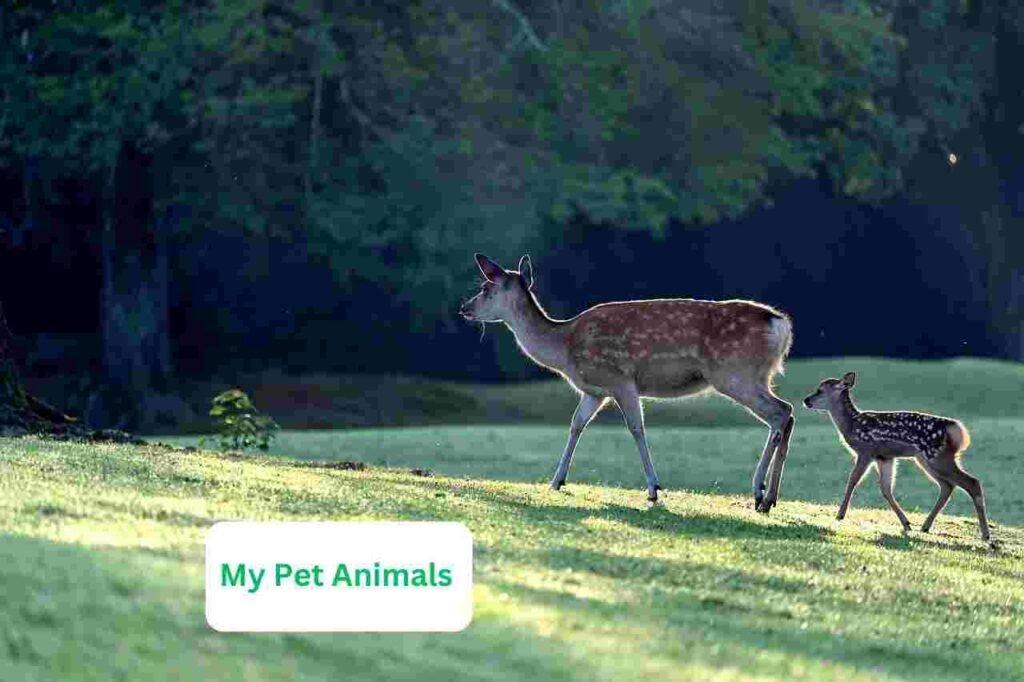 female deer names