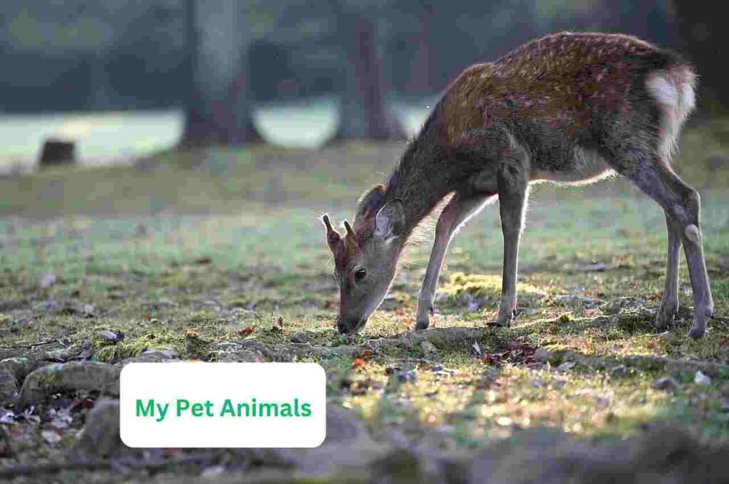 cool deer names