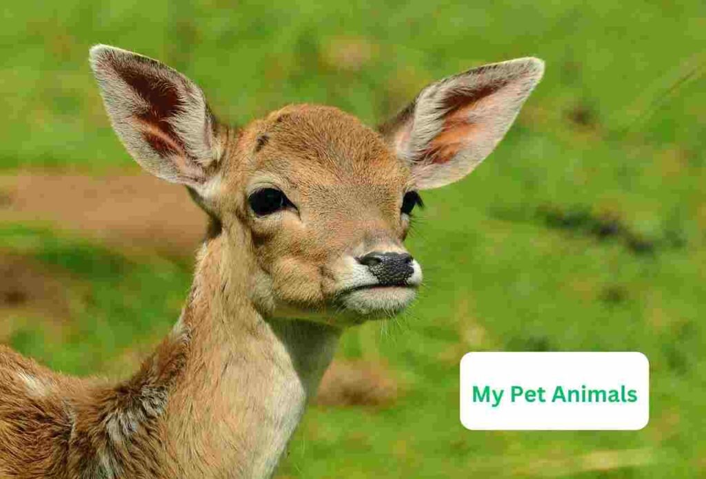 deer names