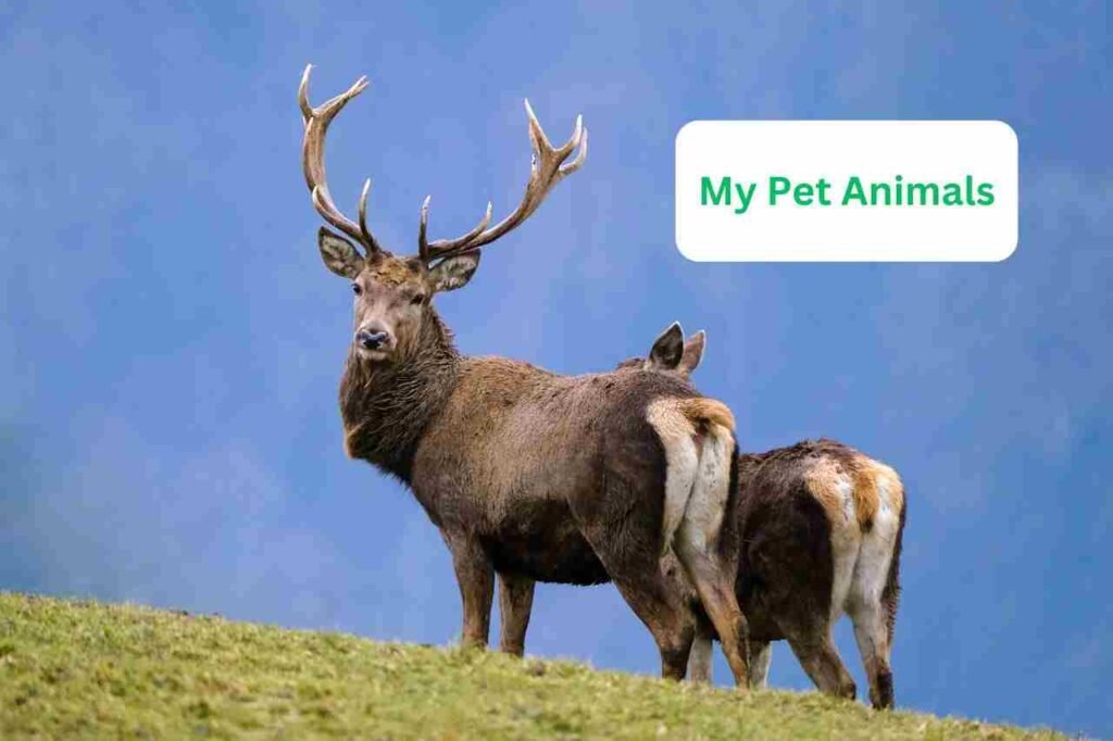cute deer names