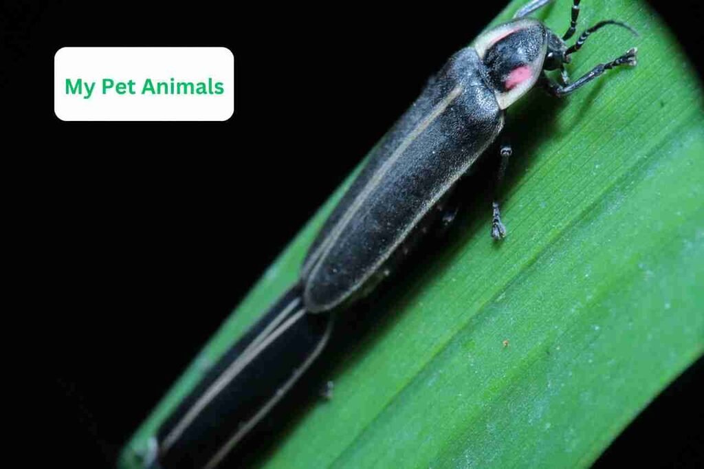 funny firefly names