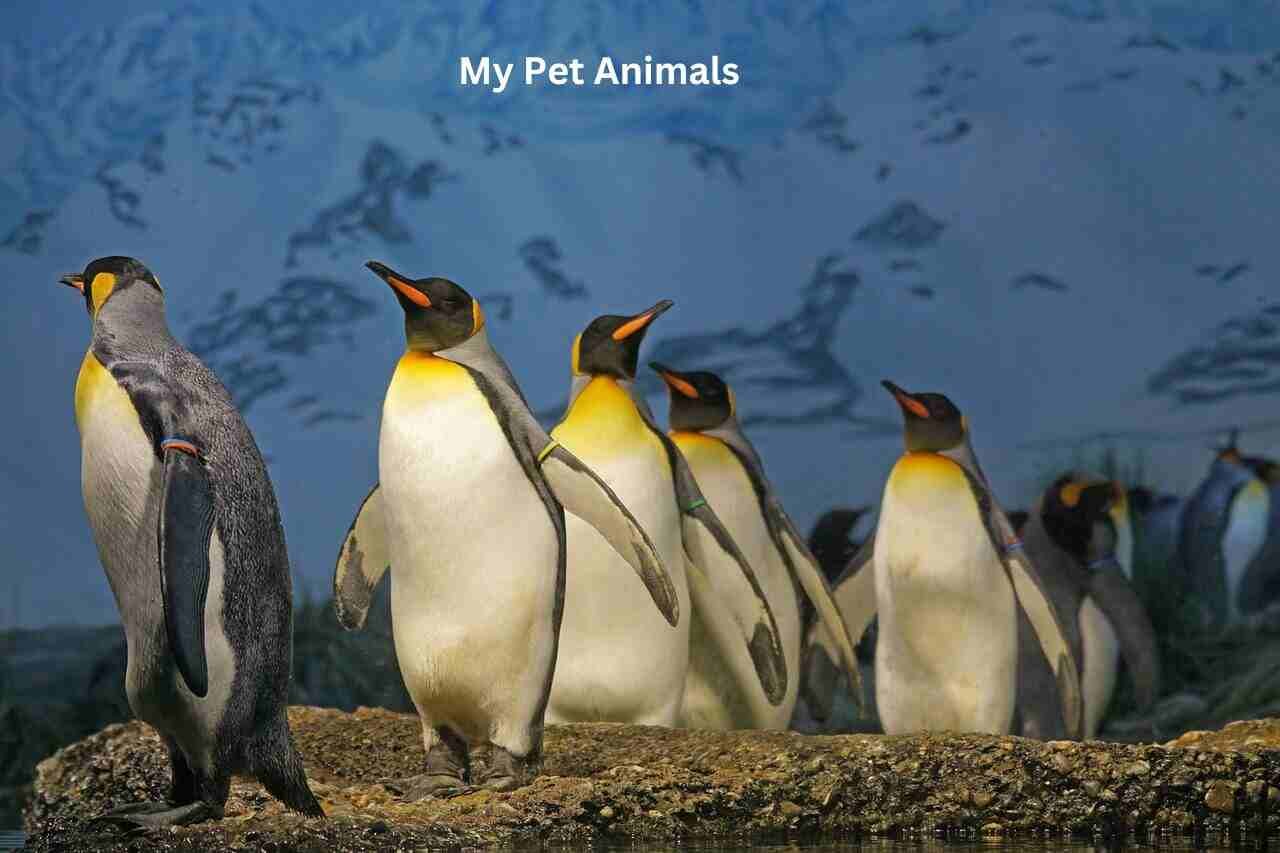 Penguin Names