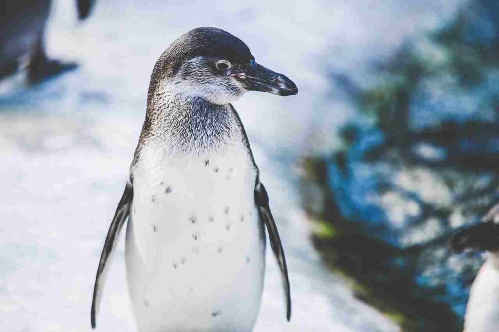 cartoon Penguin Names
