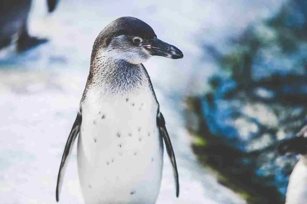 cartoon Penguin Names