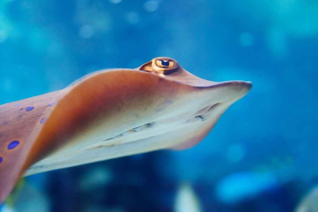 sea fish names