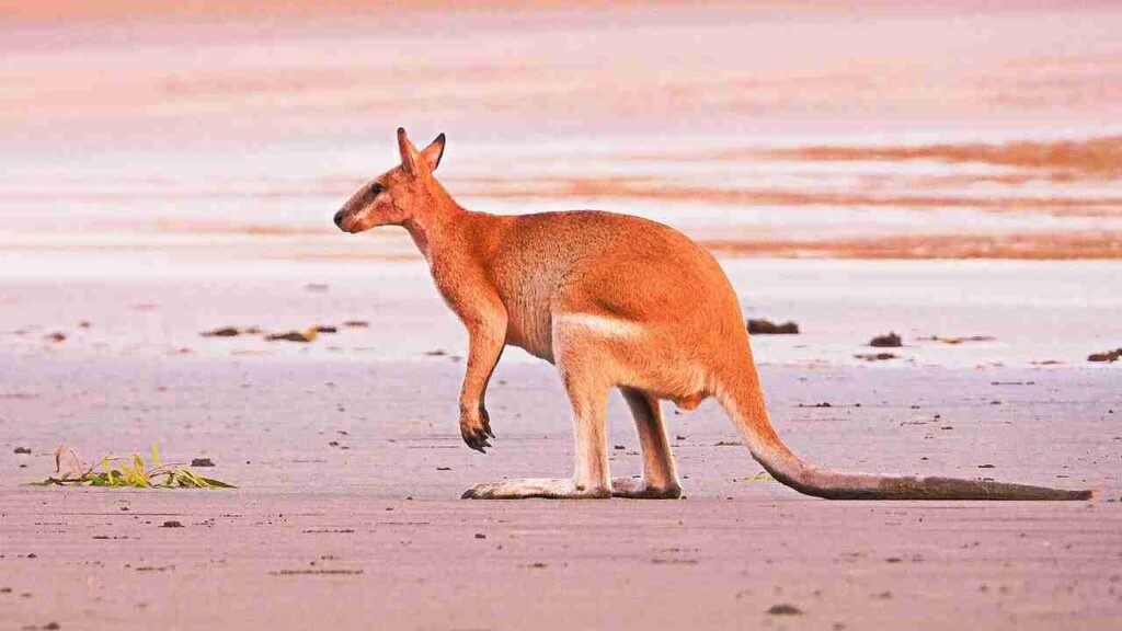colour based kangaroo names