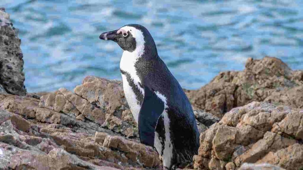badass Penguin Names