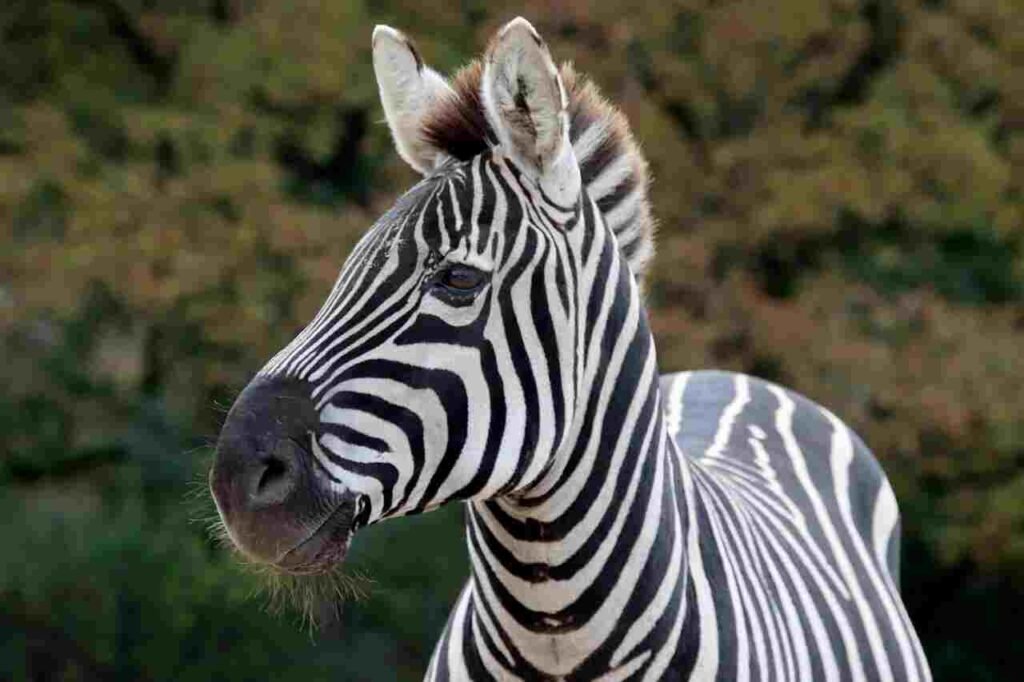 famous zebra names