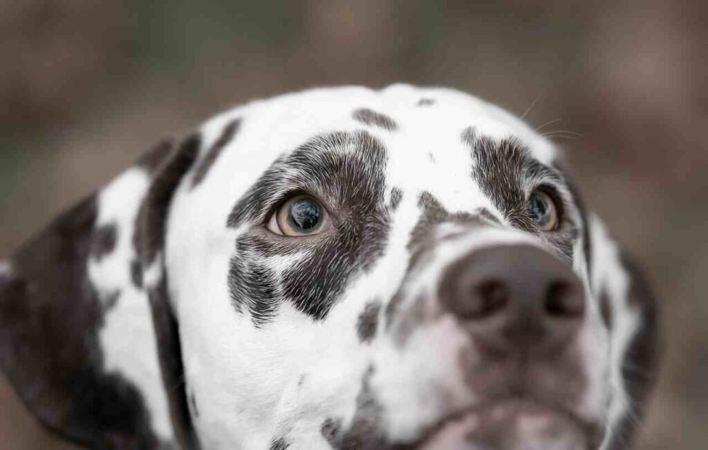 scotch inspired Alcohol dog names