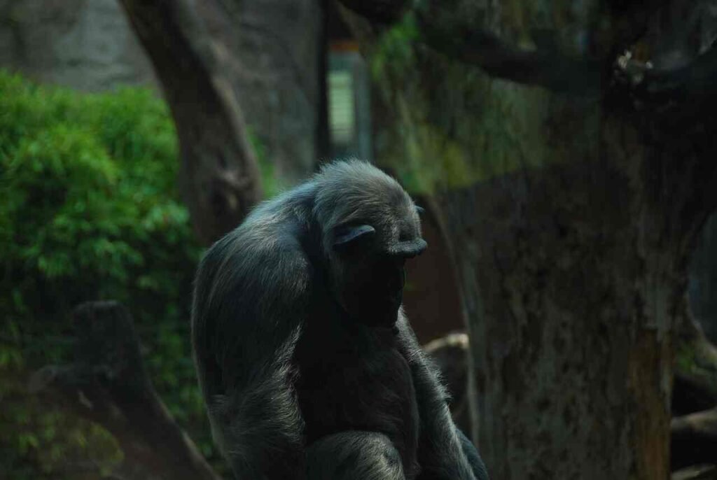 Chimpanzee Names