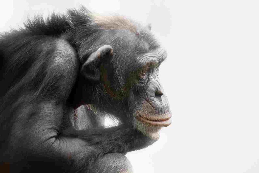 male Chimpanzee Names