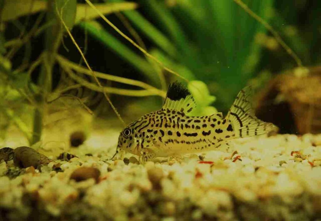 unique catfish names