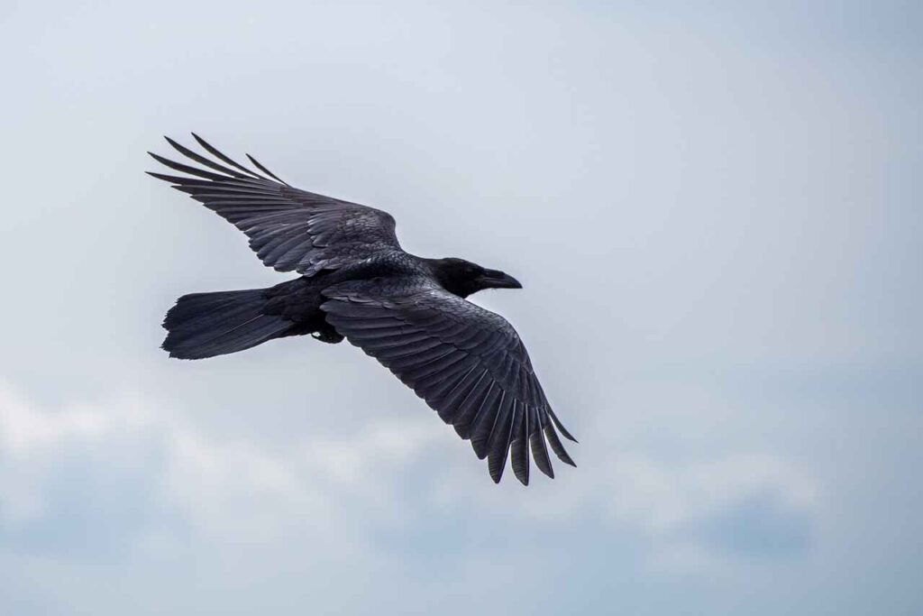 top crow names