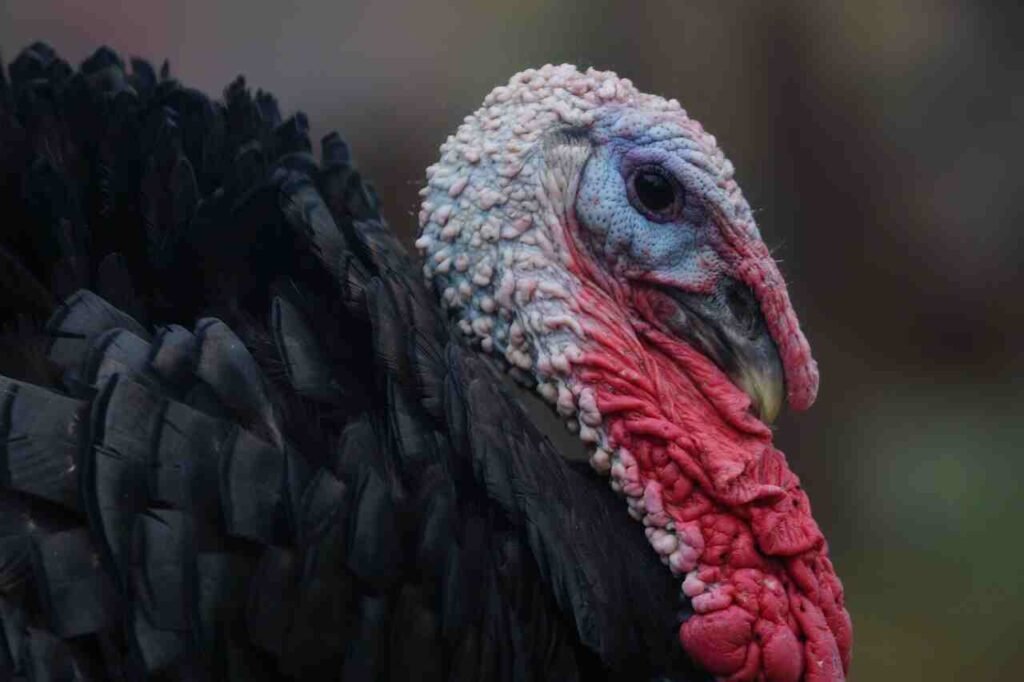 pet turkey names