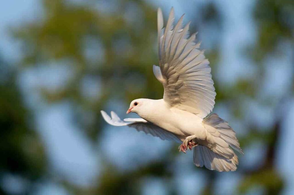 female Dove Names