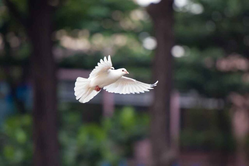 white Dove Names