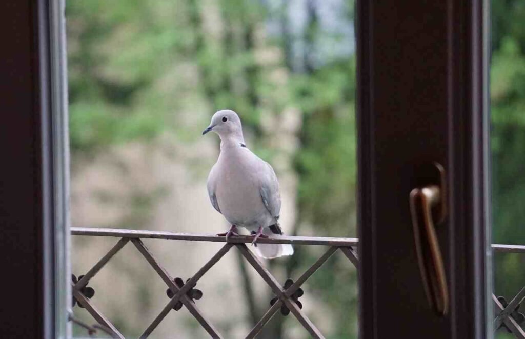 Pet Dove Names