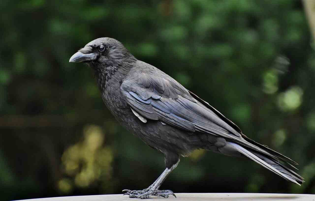 crow names