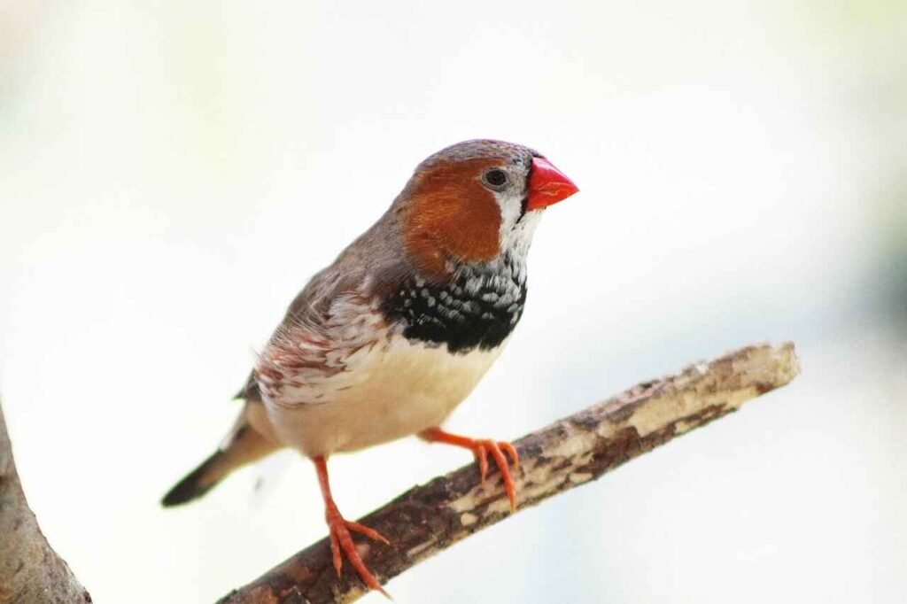 finch bird name