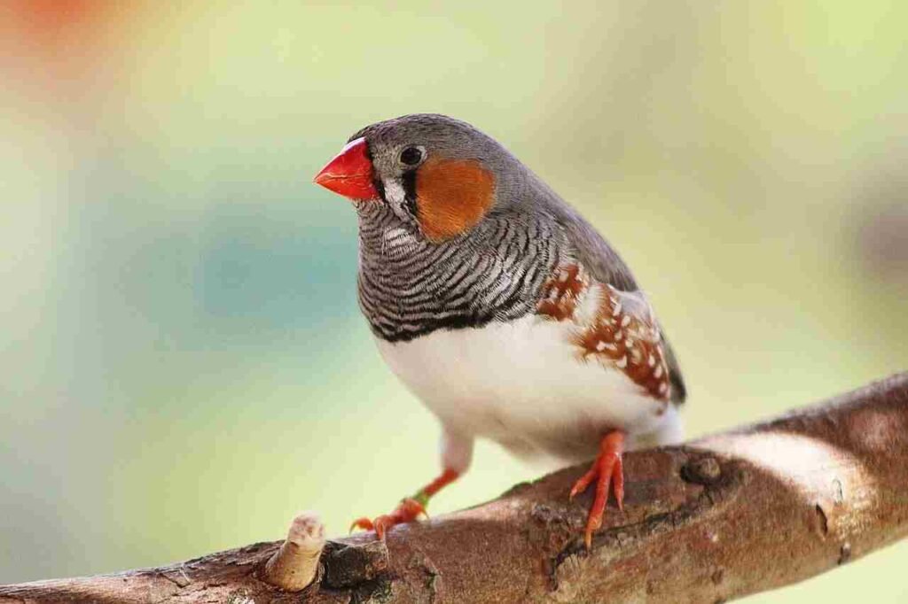 male finches names