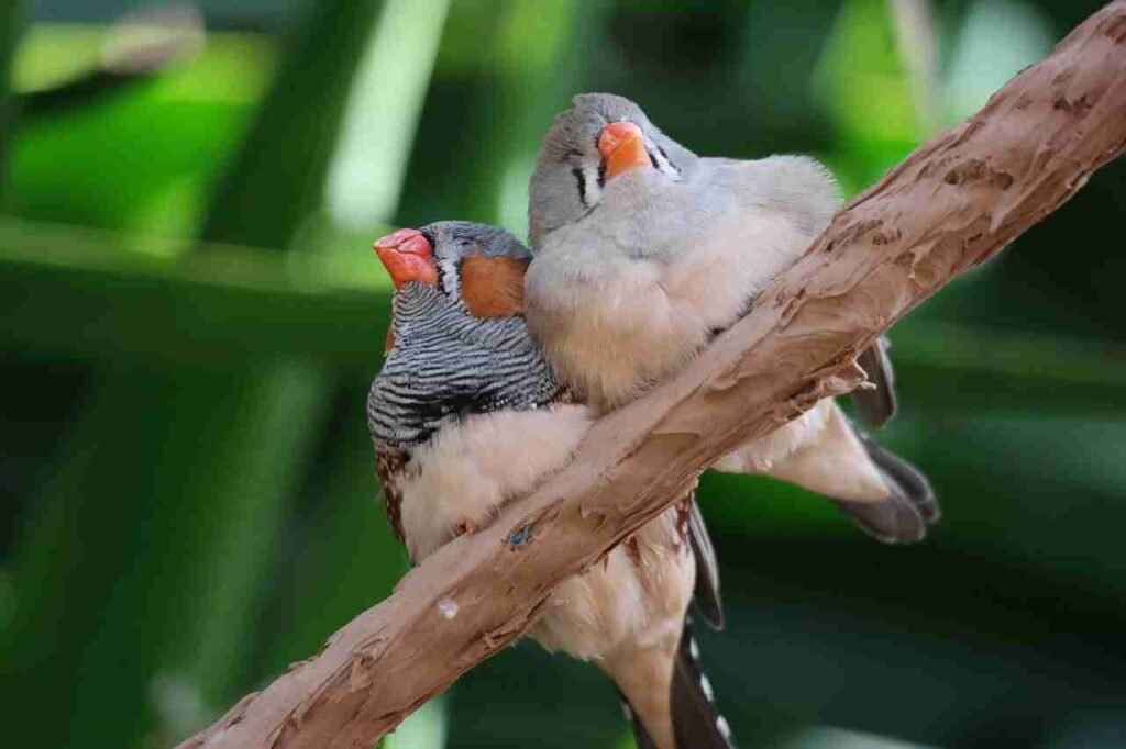 finch bird names