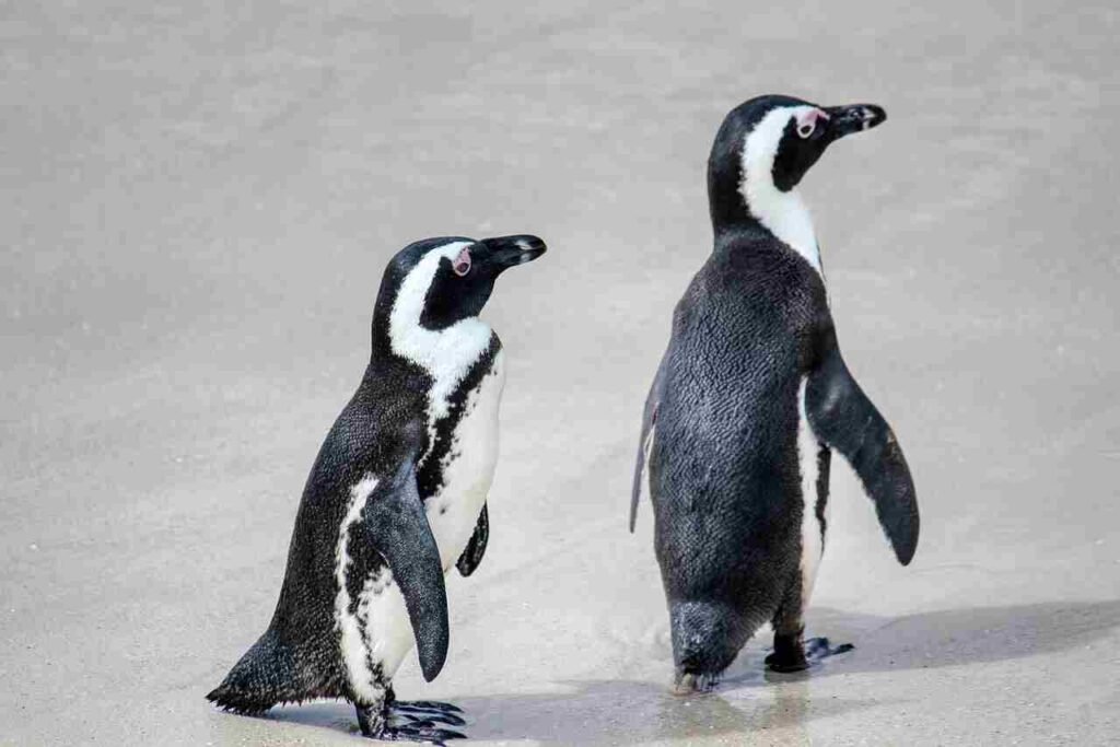 funny Penguin Names