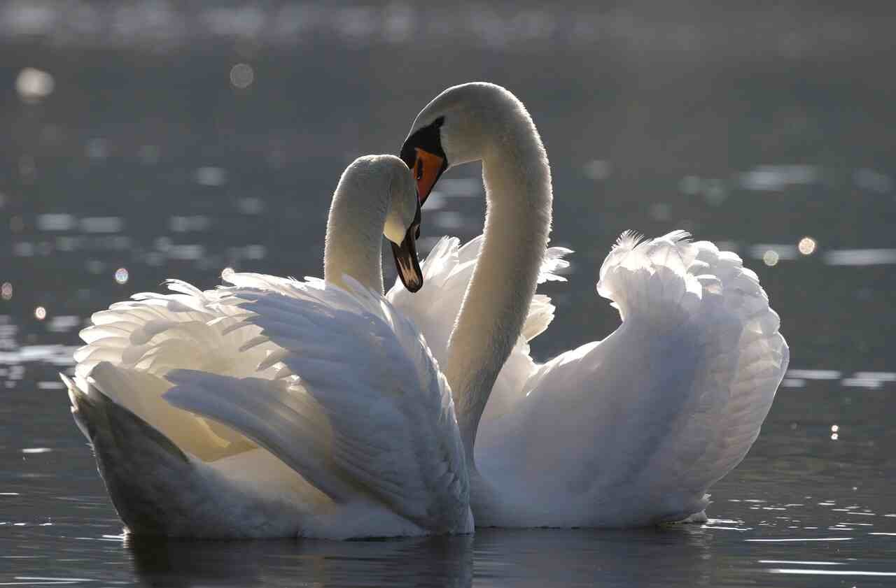 swan names