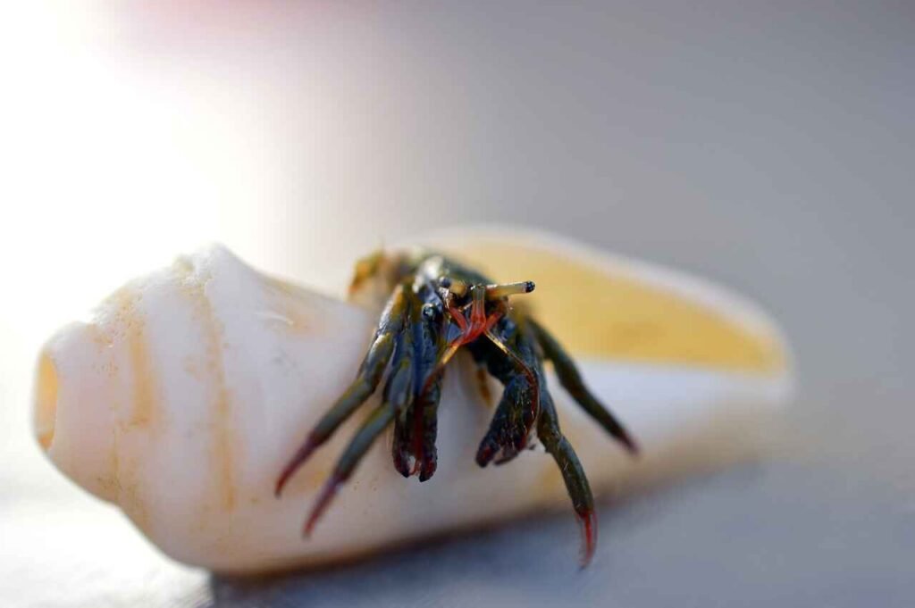 badass hermit crab names