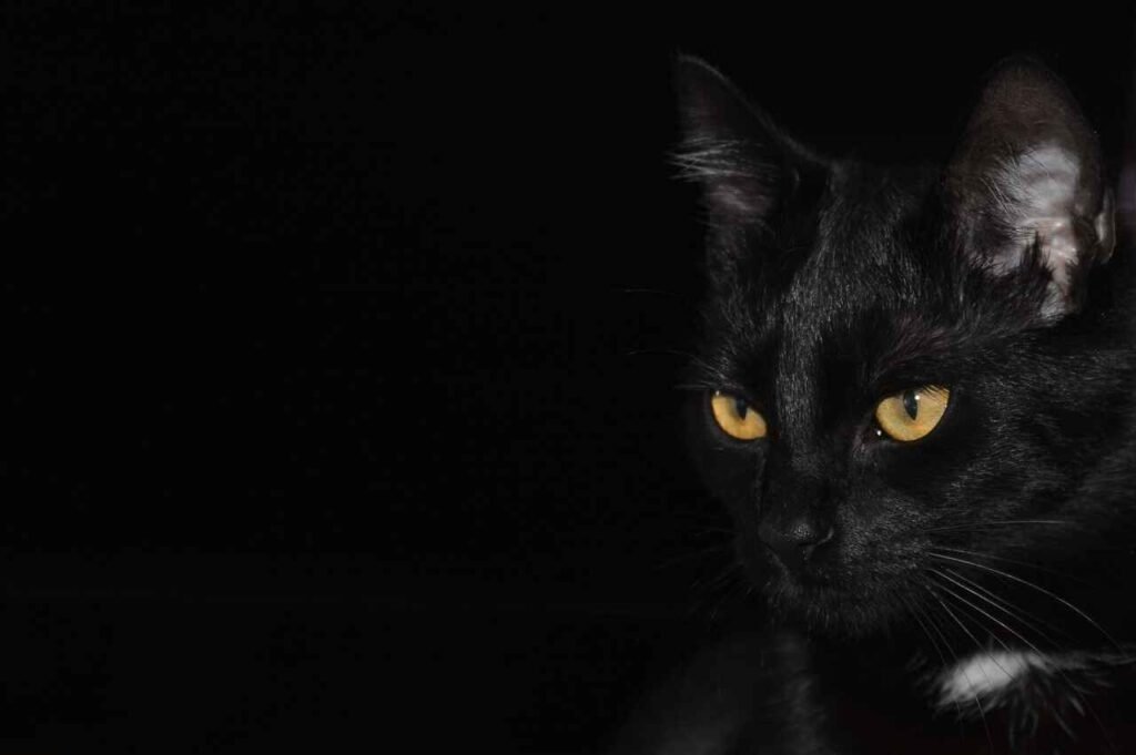 black cat names