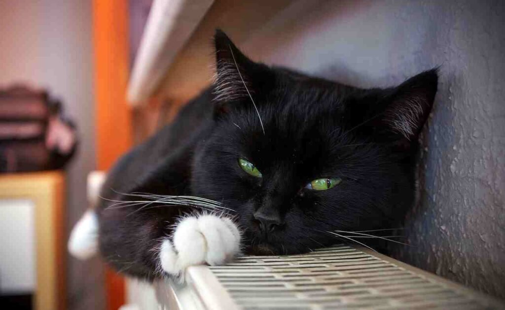 best black cat names
