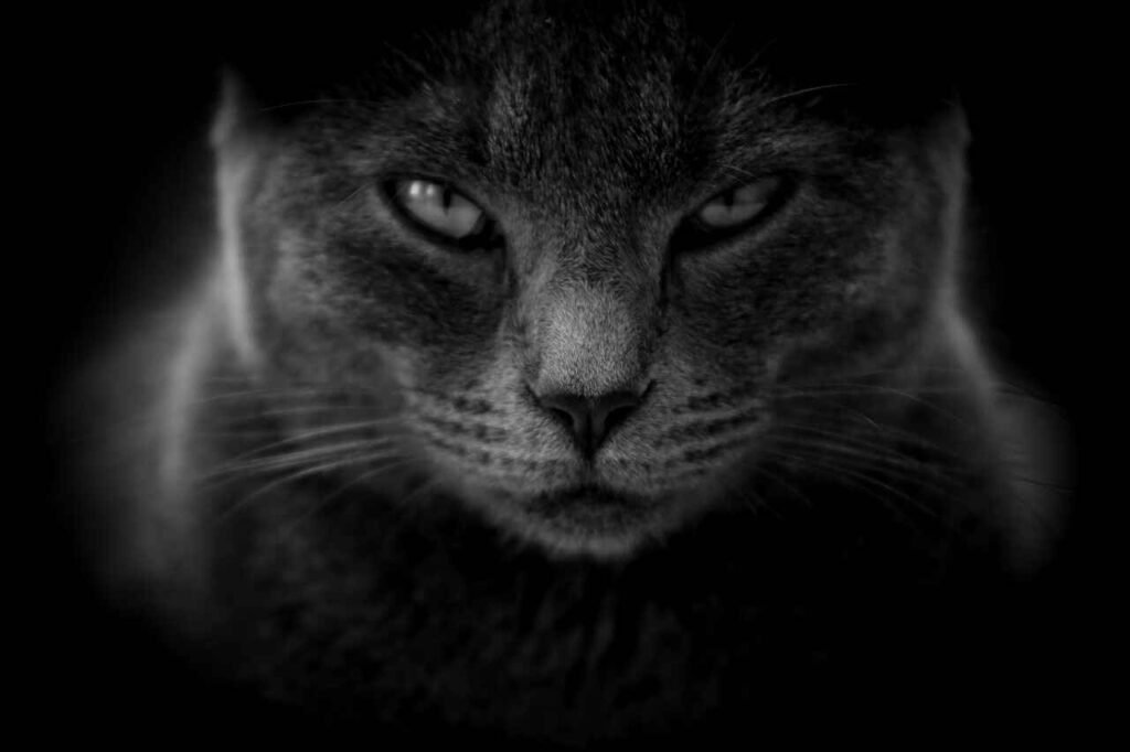 witchy black cat names