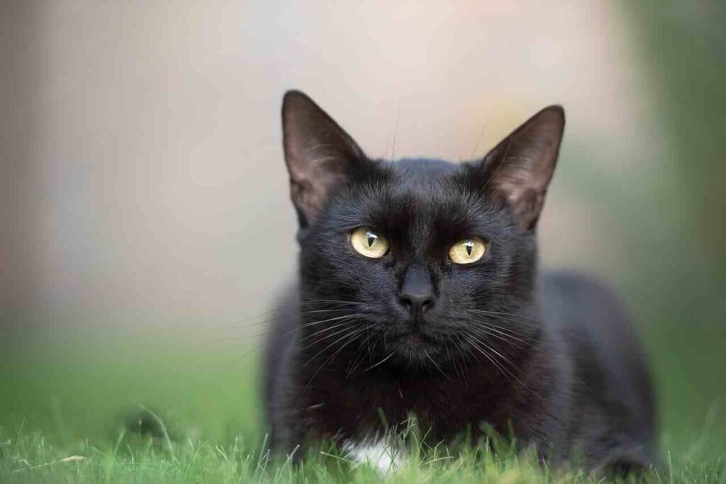 unique black cat names