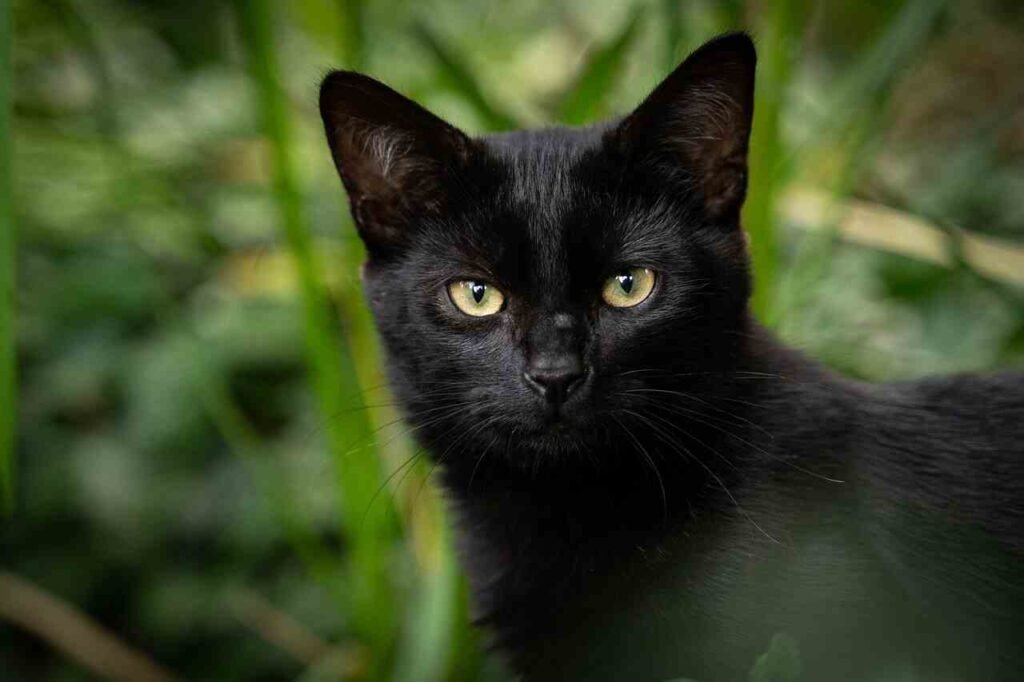 cartoon black cat names