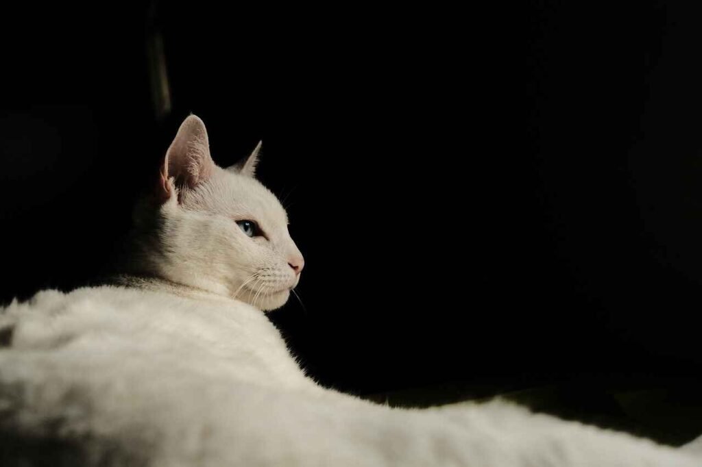 cool female cat names
