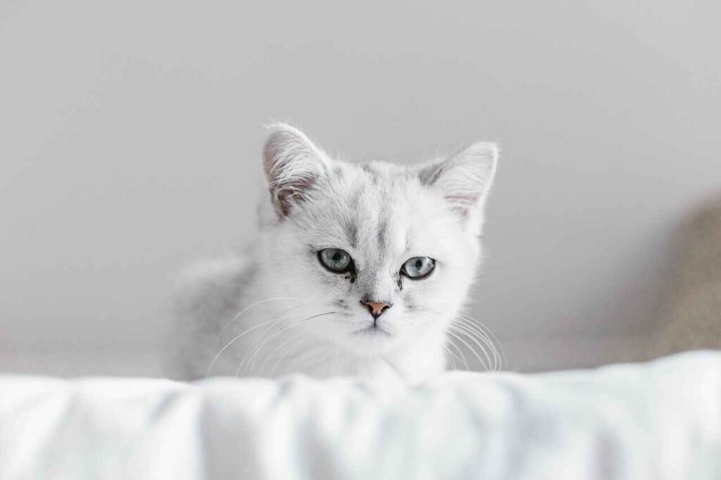 best female cat names