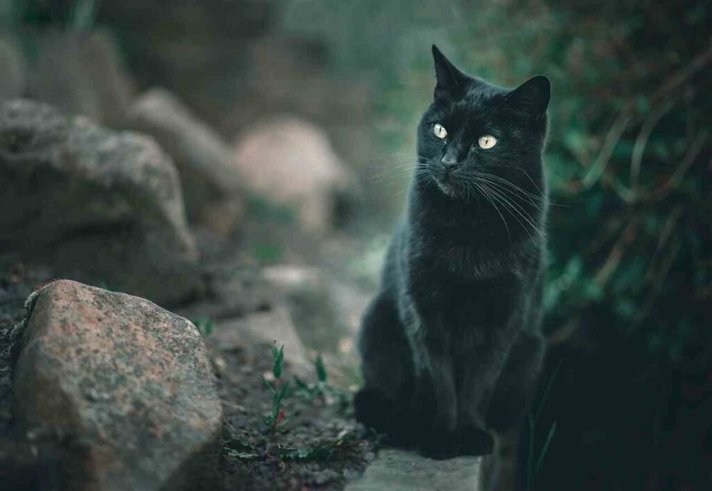 good black cat names