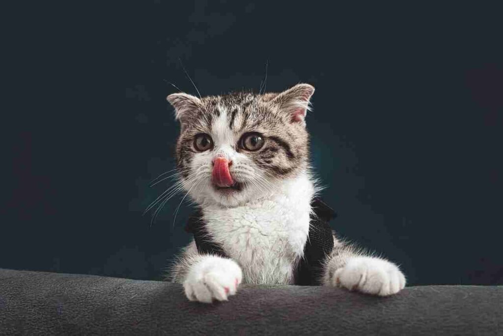 baby female cat names