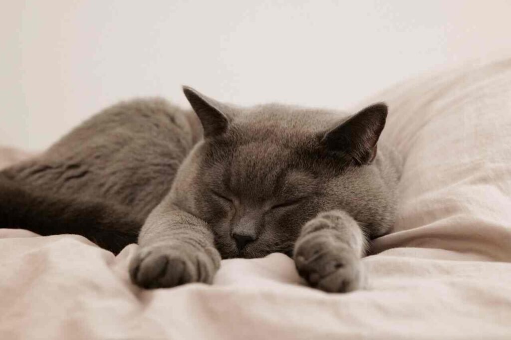popular female cat names