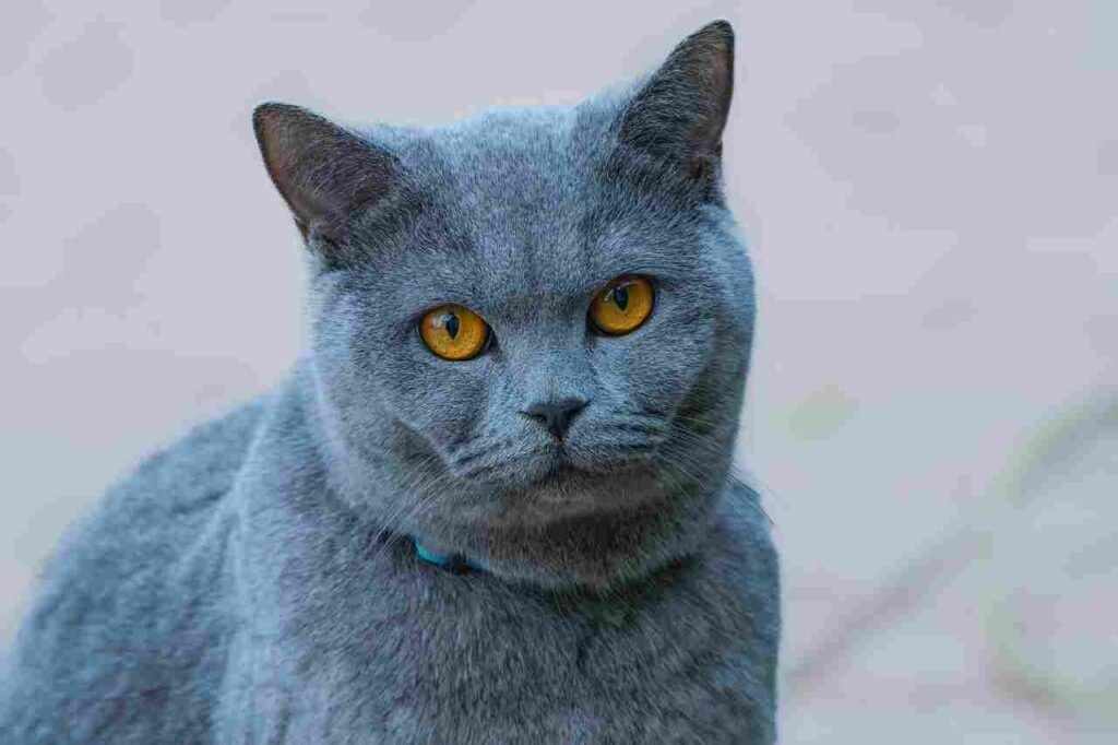 cute female cat names
